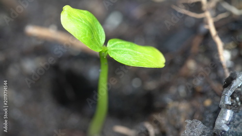 green sprout growing from soil