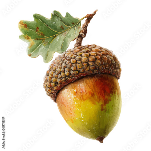 Tableau sur toile Acorn, watercolor drawing vector, isolated on a white background.