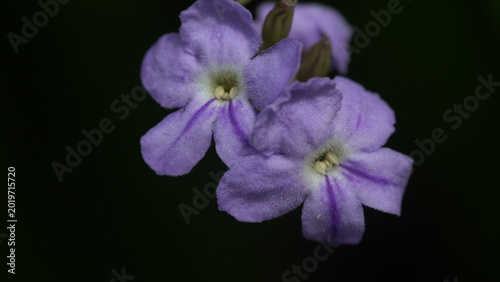 purple iris flower