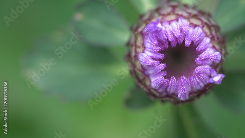 purple flower in the garden