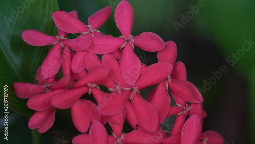 close up makro pink flower in the garden
