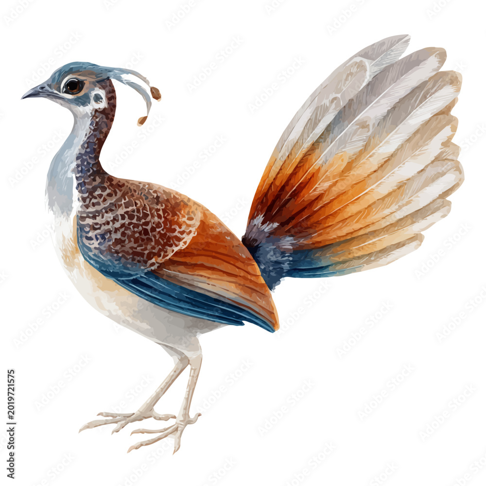 Obraz premium Lyrebird, watercolor painting vector, isolated on a white background.