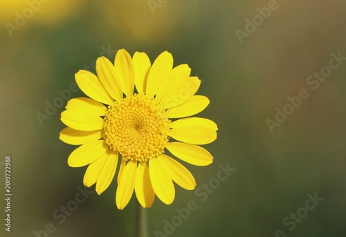 Photos Anthemis tinctoria, commonly called golden chamomile or golden marguerite