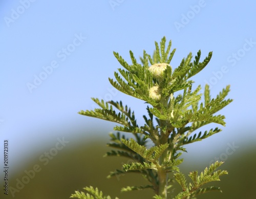 Tableau sur toile Cota tinctoria (yellow chamomile) before flowering