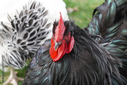 Cockerel