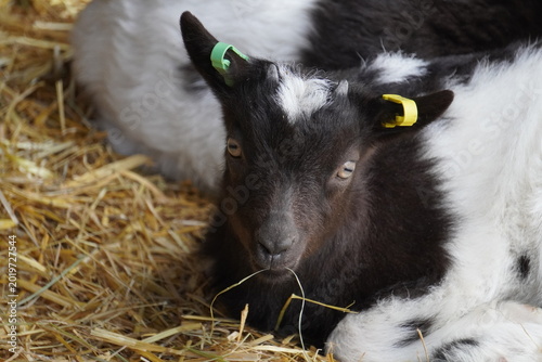 Tableau sur toile Goat