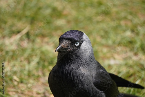 Jackdaw