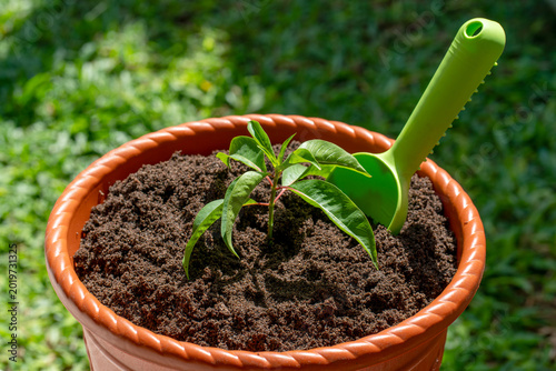 Young Plant Seedling in Flower Pot with Garden Shovel and Soil