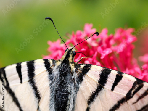 Tableau sur toile Macro scarce Swallowtail butterfly (Iphiclides podalirius) seen from above and g