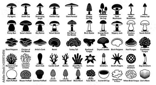 Fungal Kingdom: 50 Professional Mushroom and Mycology Species Silhouettes