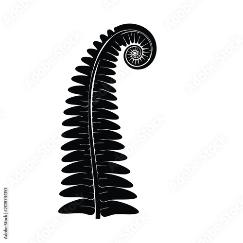 Foto Black silhouette of a curled fern frond unrolling with new growth
