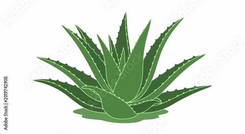 A green aloe vera plant with spiky leaves on a white background