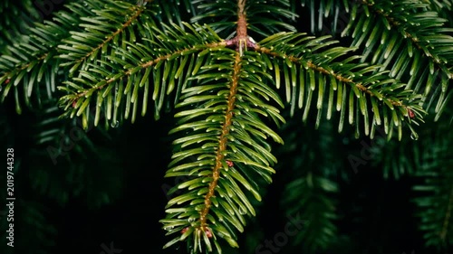 Norway spruce tree branch close up stock footage