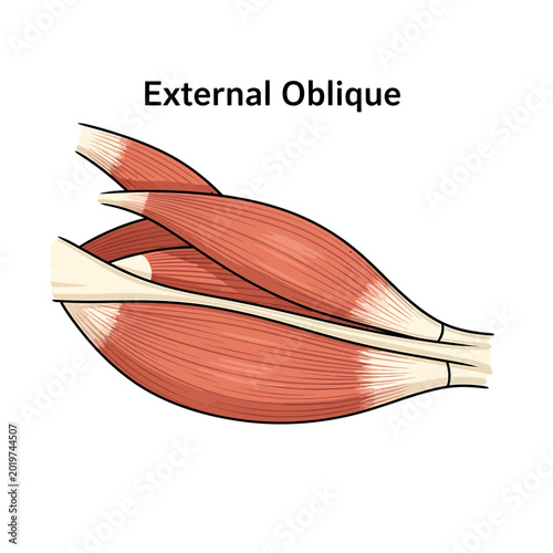 External Oblique Muscle Human Anatomy Diagram
