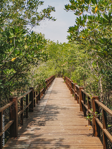 Elevated walkway guides visitors through vibrant mangrove forest