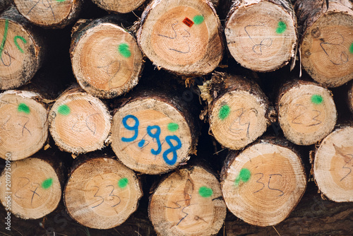 Tableau sur toile Close up view of stacked pine logs with numerical markings and green paint spots