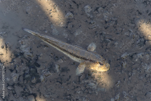 Schilderij op canvas Top view of a small goby fish or mudskipper swimming in shallow, murky water over a muddy and pebbly riverbed, showcasing its natural camouflage and selective focus on the fish's head