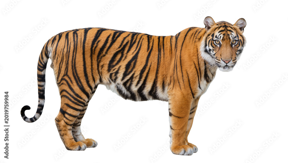 Obraz premium Majestic Bengal tiger with orange and black stripes, isolated on transparent background