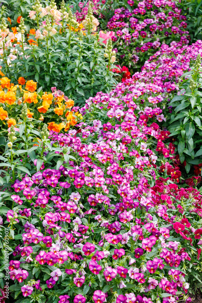 Fototapeta premium Beautiful viola flowers blooming in spring garden.