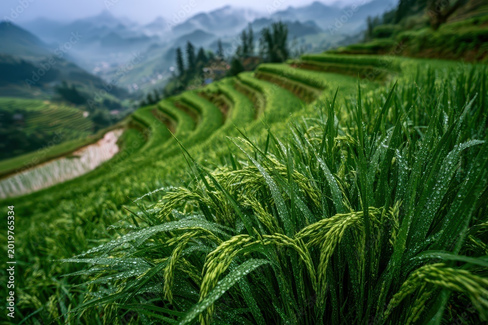 Obraz premium Lush green rice terraces in the mountains, glistening with fresh raindrops, a serene agricultural landscape.