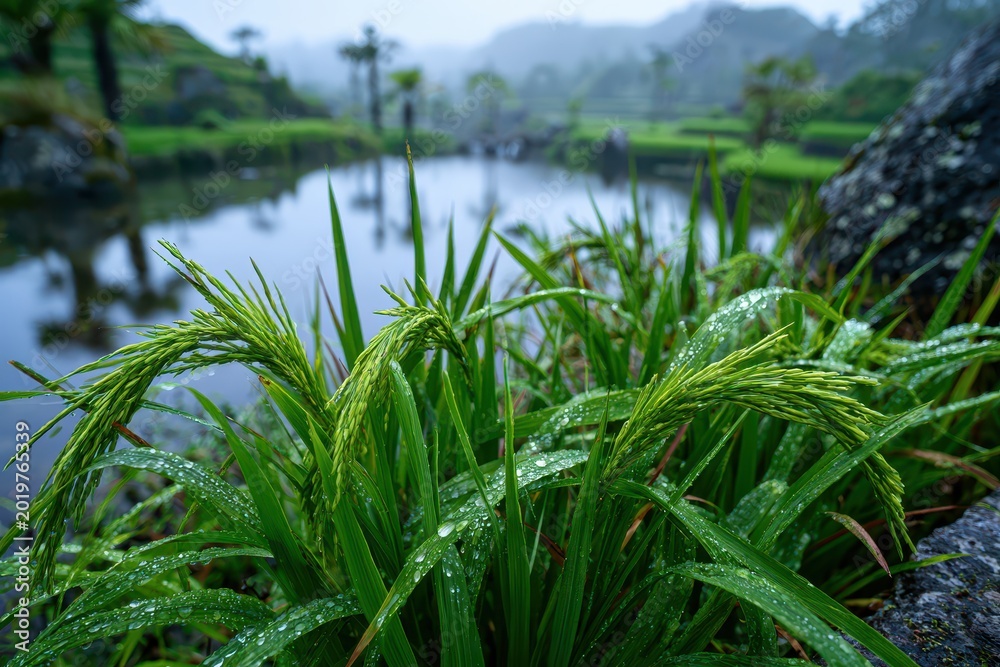 Obraz premium Close-up of wet green rice stalks with water droplets and a blurred serene landscape in the background.