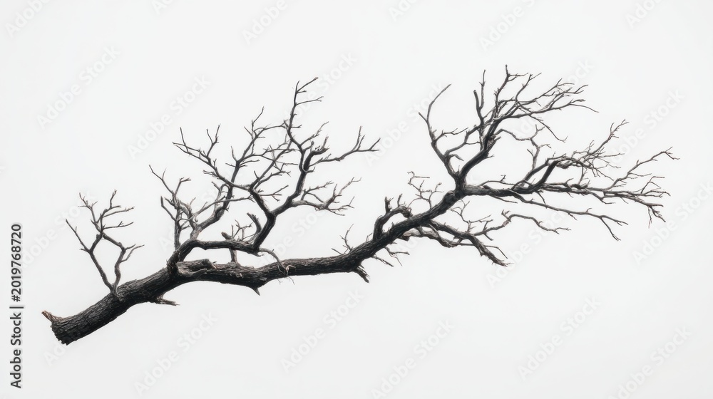 Obraz premium Silhouette of a fallen tree with bare, twisted branches against a light sky