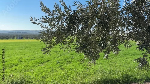 Close-Up Olive Tree Branch Overlooking Green Field and Yellow Flowers Field in Sunny Countryside Footage
