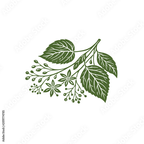 Vintage linden tree branch vector illustration, hand drawn botanical lime blossom with leaves, green floral element for organic tea packaging