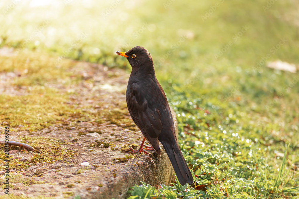 Fototapeta premium Blackbird on the grass in a spring park.