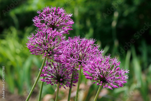 Slika na platnu purple allium onion in the garden