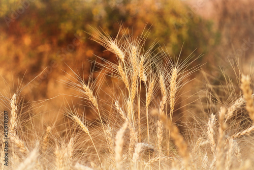 Golden Hour Harvest. Sun Drenched Wheat Field. Whispers of Autumn Grain. Warm Summer Wheat Stalks. Golden Fields of Abundance. wheat, grain, field, crop, harvest, agriculture, farm, stalks.