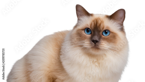 Fluffy Birman cat with striking blue eyes, isolated on transparent background