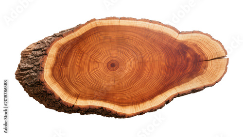 Natural wood slice with bark and growth rings, isolated on transparent background