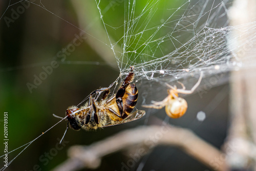 Foto Spider trapping bee in sticky web