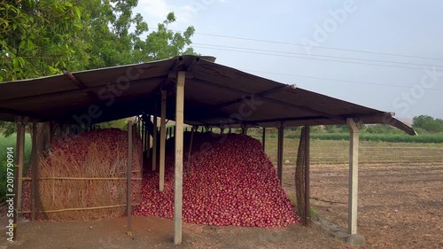 A rural onion storage shed in the Indian countryside, likely in Maharashtra or Gujarat. A large pile of freshly harvested red onions is stored under an open-sided metal roofed structure supported by c
