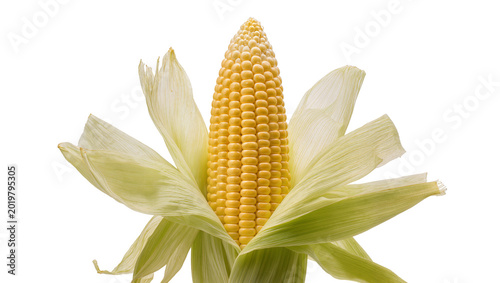 Fresh yellow corn cob with green husks, isolated on transparent background