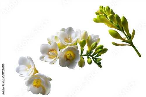 Soft white flowers drifting through the air.