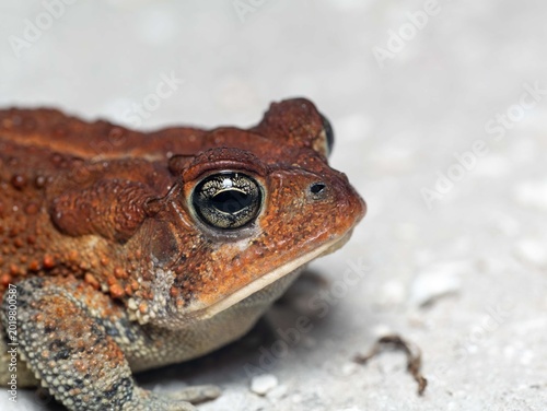 Foto Southern toad close-up portrait with golden eye and warty skin on sandy ground,