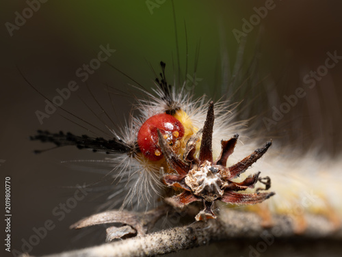 White-marked tussock moth caterpillar with red head and white hair tufts on dried seed pod, extreme macro portrait, Florida