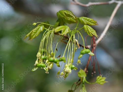 Quadro su tela Developing samaras and flowers of Silver Maple (Acer saccharinum) in spring