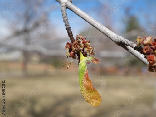 Schilderij op canvas Developing samara of Silver Maple (Acer saccharinum) in early spring