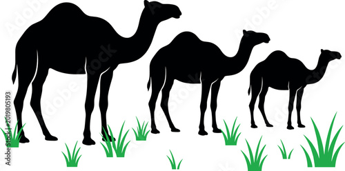 Foto Black Silhouette Group of Three Camels Standing on Green Grass Isolated on White