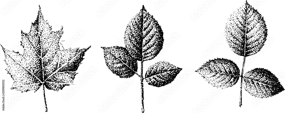 Fototapeta premium Multiple leaf specimens stippled and arranged on white sheet