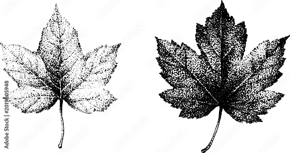 Obraz premium Pair of maple leaves stippled showing tonal variation on sheet