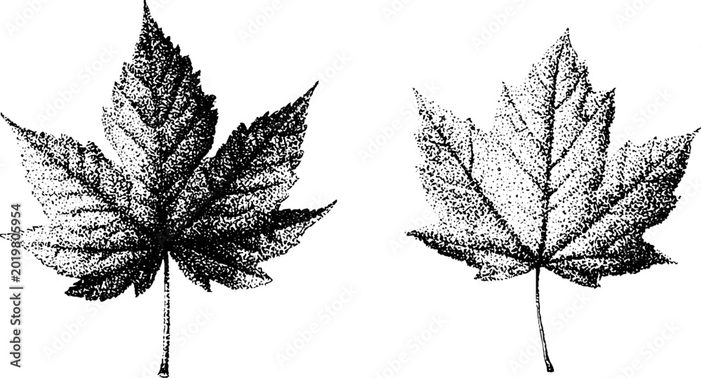Obraz premium Two maple leaves stippled and positioned flat on white paper