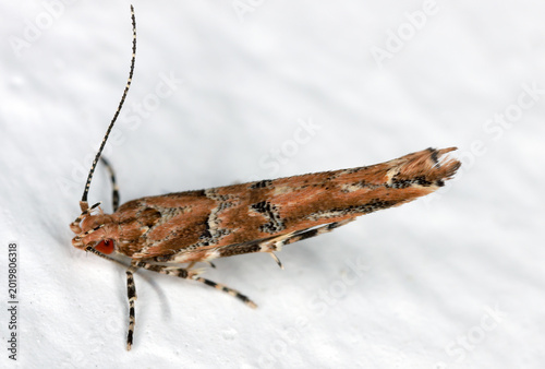 Tableau sur toile Small moth whose caterpillars fed on dried fruit