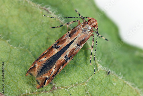 Photos Small moth whose caterpillars fed on dried fruit