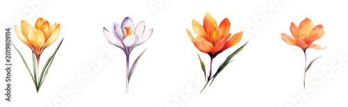 Tableau sur toile Simple design, Beautiful saffron flower set painting design