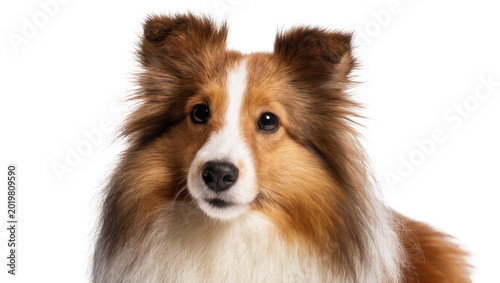 Fotografie Shetland sheepdog portrait with fluffy brown and white fur, isolated on transpar