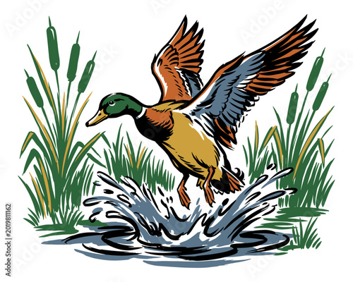 Fotografía Duck mallard illustration